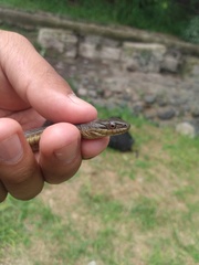 Thamnophis melanogaster
