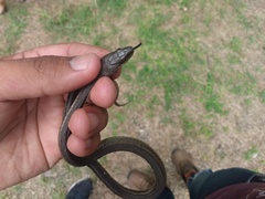 Thamnophis melanogaster