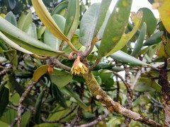 Mimusops sechellarum