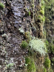 Usnea