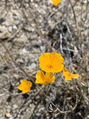 Eschscholzia androuxii