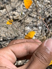 Eschscholzia androuxii