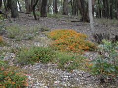 Podolobium procumbens