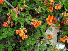 Podolobium procumbens