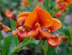 Podolobium procumbens