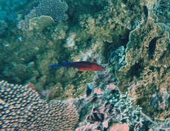 Cephalopholis cyanostigma