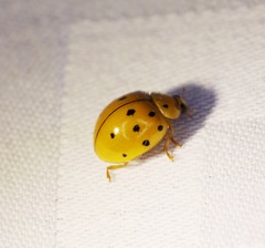 Harmonia sedecimnotata