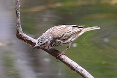 Ramsayornis fasciatus