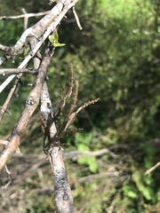 Korthalsella clavata