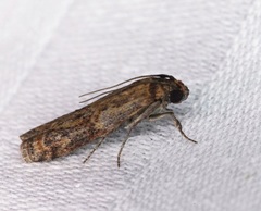 Phycita cirrhodelta