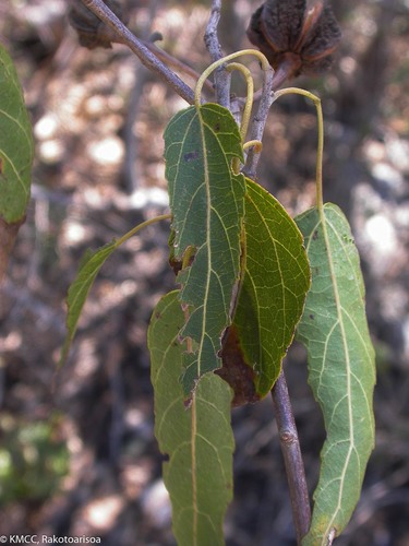 Eriolaena madagascariensis image