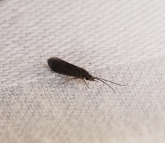Annulipalpia