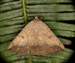 Blasticorhinus rivulosa