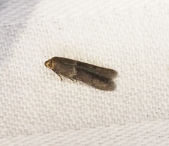 Blastobasis divulgata