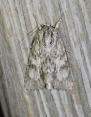 Acronicta longa