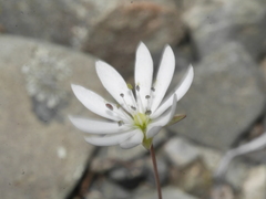 Stellaria gracilenta