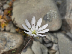 Stellaria gracilenta