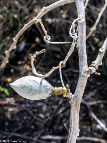 Adenia cladosepala