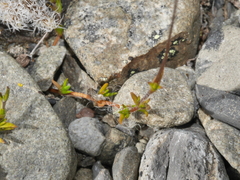 Stellaria gracilenta