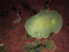 Cadlina laevis