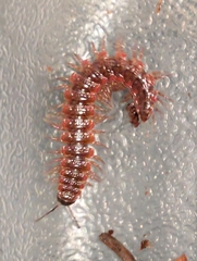Pseudopolydesmus erasus