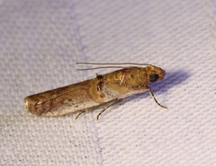 Hypargyria metalliferella