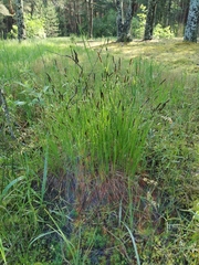 Carex nigra juncea