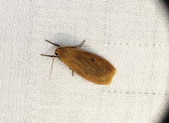 Paralithosia shaowuica