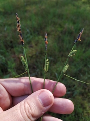 Carex nigra juncea