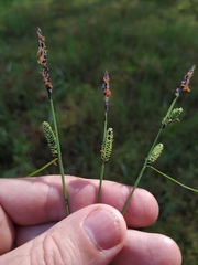 Carex nigra juncea