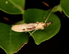 Pseudodavara haemaphoralis