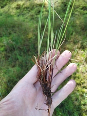 Carex nigra juncea