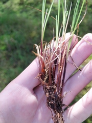 Carex nigra juncea