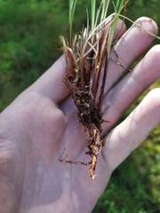 Carex nigra juncea