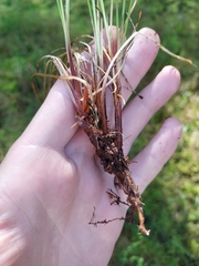 Carex nigra juncea