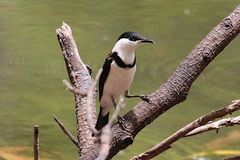 Cissomela pectoralis