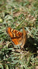 Euphydryas desfontainii
