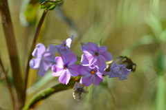 Phlox glaberrima interior