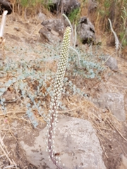 Drimia maritima