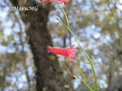 Penstemon lanceolatus