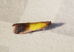 Piesmopoda semilutea