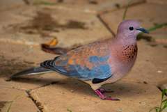 Streptopelia senegalensis