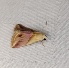 Eublemma cochylioides