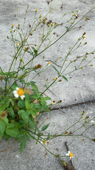 Bidens biternata