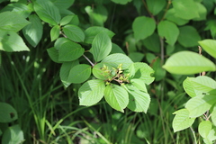 Viburnum burejaeticum