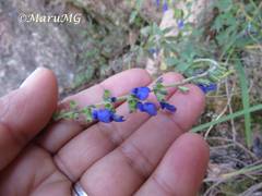 Salvia helianthemifolia