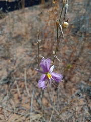 Thysanotus baueri