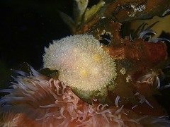 Acanthodoris pilosa