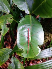 Carausius sechellensis