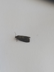Tortricidae